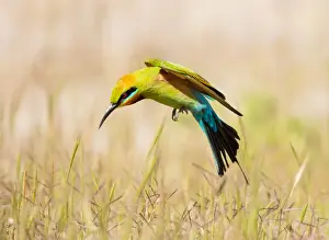 Lea Scaddan Prints: Rainbow Bee-eater #1