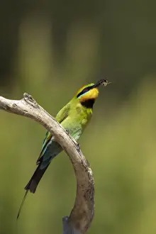 Lea Scaddan Prints: Rainbow Bee-eater with a bee
