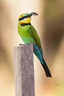 Rainbow Bee-eater with a bee between its beak