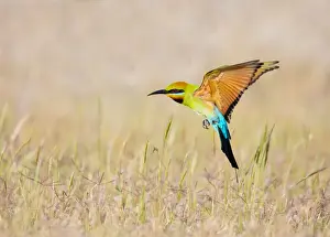 Rainbow Bee-eater in flight #3