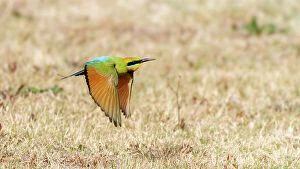 Images Dated 5th November 2023: Rainbow Bee-eater in flight