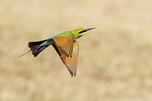 Images Dated 5th November 2023: Rainbow Bee-eater in flight