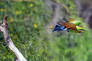 Robbie Goodall Photography Prints: Rainbow Bee-eater in flight