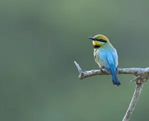 Lea Scaddan Prints: Rainbow Bee-eater portrait