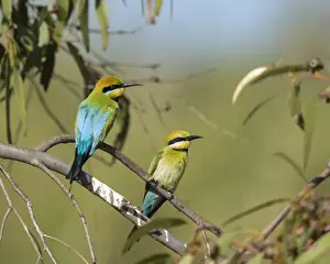 Lea Scaddan Prints: Rainbow Bee-eaters