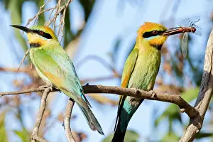 Two Rainbow Bee-eaters one with a dragonfly between its beak