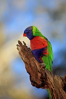 Naturfotografie & Sohns Wildlife Photography Collection: Rainbow lorikeet