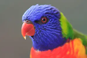 Prints of Rainbow Lorikeet (richoglossus haematodus) at Hyams Beach, NSW, Australia Rainbow Lorikeet Prints: Rainbow Lorikeet