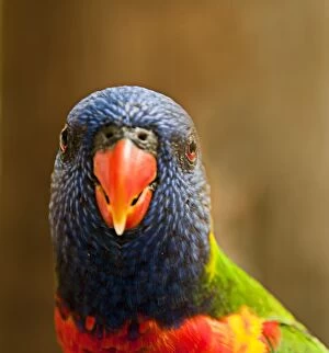 Images Dated 23rd May 2014: Rainbow lorikeet