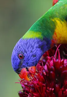 Pollination Prints: Rainbow Lorikeet on flower