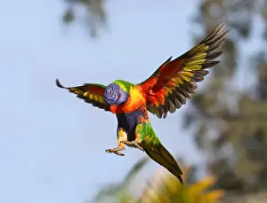 Rainbow Lorikeet flying