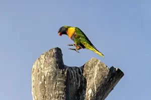 Rainbow Lorikeet jumping on a tree stump