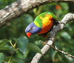 Rainbow Lorikeet Collection: Rainbow lorikeet perching on tree branch
