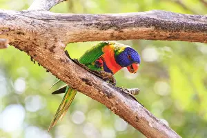 Prints of Rainbow lorikeet on top of tree Rainbow Lorikeet Prints: Rainbow Lorikeet On Tree