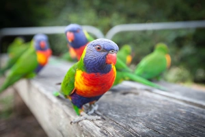 Rainbow Lorikeet (Trichoglossus Haematodus) Rainbow Lorikeet (Trichoglossus Haematodus)