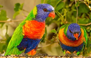 Prints of Two rainbow lorikeets on a feed, Australia Rainbow Lorikeet Prints: Rainbow lorikeets
