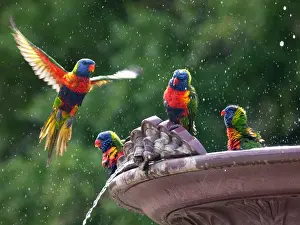 Four Animals Prints: Rainbow Lorikeets, Adelaide Botanic Gardens