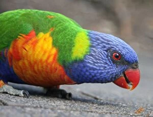 Rainbow Lorikeet Collection: Rainbow parrot