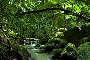 Images Dated 17th May 2009: Rainforest canopy with stream in Daintree