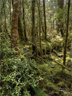Images Dated 16th January 2014: Rainforest in the Clinton Valley, South Island, New Zealand