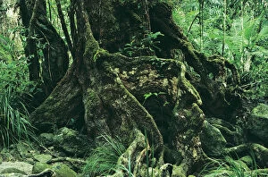Images Dated 27th May 2014: Rainforest Giant Tree, Daintree National Park, Queensland, Australia