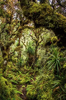 Travel/viktor posnov travel photography/rainforest goon moor eastern arthur range Travel/viktor posnov travel photography/rainforest goon moor eastern arthur range
