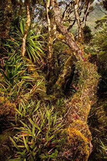 Images Dated 17th March 2016: Rainforest at Goon Moor in Eastern Arthur Range, Southwest Tasmania