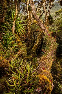 Rainforest at Goon Moor in Eastern Arthur Range, Southwest Tasmania Rainforest at Goon Moor in Eastern Arthur Range, Southwest Tasmania