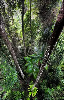 Tropical Tree Prints: Rainforest in the Mount Tamborine area, Queensland, Australia