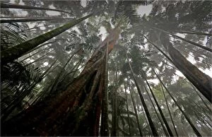 Images Dated 20th September 2010: Rainforest in the Mount Tamborine area, Queensland, Australia