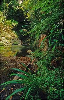 Images Dated 14th December 2013: Rainforest in the Mount Tamborine area, Queensland, Australia
