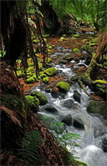 Falling Water Prints: Rainforest near St. Columbia falls, Tasmania, Australia