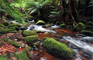 Rainforest near St. Columbia falls, Tasmania, Australia