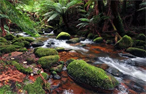 Images Dated 3rd April 2010: Rainforest near St. Columbia falls, Tasmania, Australia