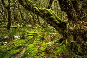 Images Dated 13th June 2016: Rainforest at Overland Track, Tasmania