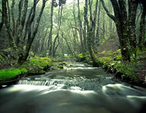 Rainforest stream lined with Myrtles (Nothofagus cunninghamii)