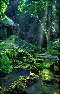 Rainforest and sunlight, Island of Efate, Vanuatu