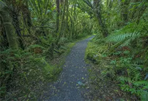 Rainforest on the west coast of the south island near Fox glacier, New Zealand