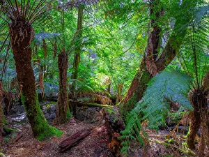 Ian Rolfe's Southern Lightscapes Prints: Rainforest and wilderness in the Tarkine area of western Tasmania