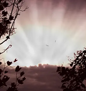 Ray of Hope