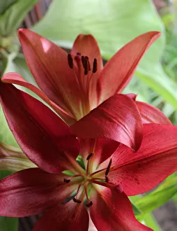 Stamen Prints: A Red Amaryllis Flower, popular in bouquets creates a beautiful photograph