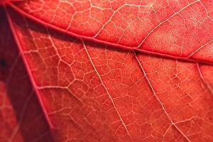 Images Dated 7th May 2014: Red autumn leaf texture
