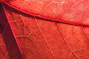 Change Prints: Red autumn leaf texture