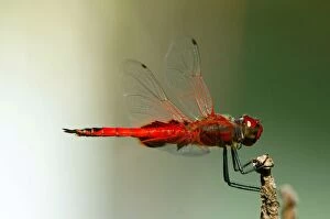 Insects Collection: Red Baron Drafonfly