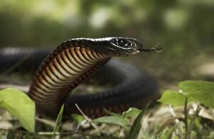 Images Dated 19th November 2014: Red-bellied Black Snake (Pseudechis porphyriacus)