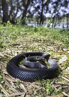Images Dated 19th November 2014: Red-bellied Black Snake (Pseudechis porphyriacus)