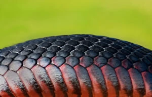 Images Dated 19th November 2014: Red Belly Black snake skin on green background