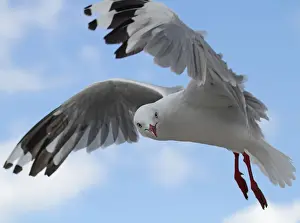 Images Dated 13th February 2012: Red-billed Gull