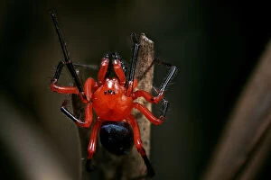 Australian Spiders Collection: Red and Black Nicodamidae spider