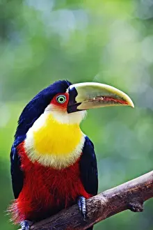 John W Banagan Prints: Red Breasted Toucan, Iguacu falls, Brazil